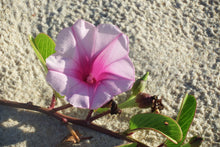 Load image into Gallery viewer, Home Decor Wall Art Beach Flower