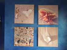 Load image into Gallery viewer, Home Decor Wall Art Beach Shells