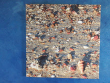 Load image into Gallery viewer, Home Decor Wall Art Beach Shells