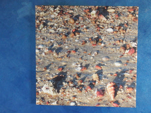 Home Decor Wall Art Beach Shells