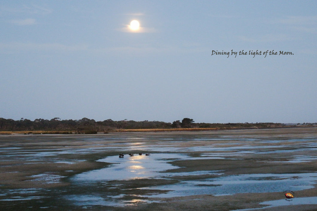 Home Decor Canvas Beach Art Full Moon Swans Dining by the Light of the Moon