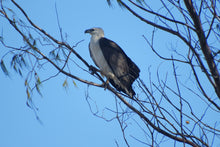 Load image into Gallery viewer, Home Decor Wall Art Beach Sea Eagle