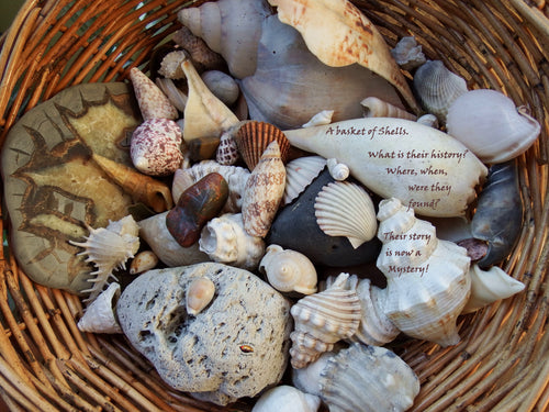 Children's Room Beach Art Basket of Shells