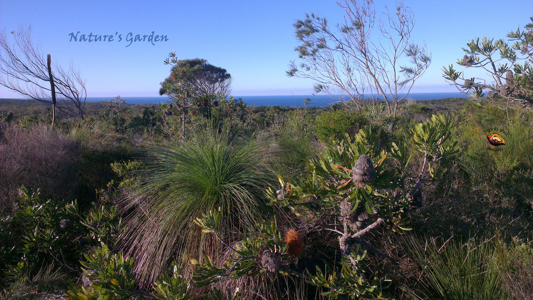 Beach Garden Natural