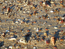 Load image into Gallery viewer, Home Decor Wall Art Beach Shells