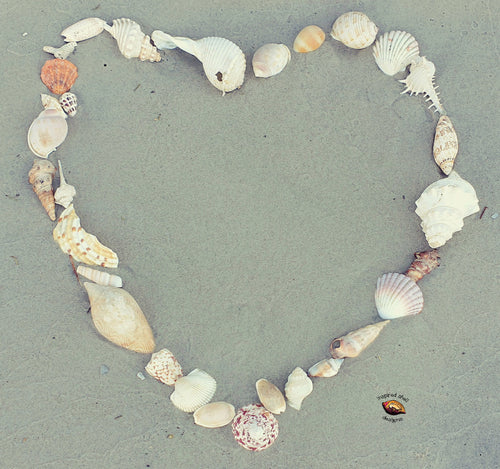 Customise your Heart of Shells