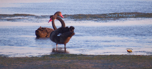 Black Swans Beach Art Sweet Whispers